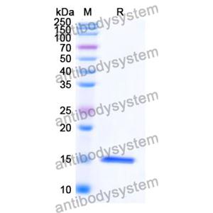 抗 Human IL23R 纳米抗体 (SAA1299)(RHJ03701),Anti-Human IL23R Nanobody (SAA1299)