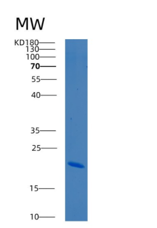 Recombinant Human BCL2L2 Protein,Recombinant Human BCL2L2 Protein