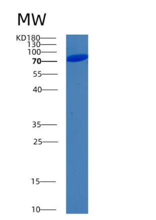 Recombinant Human BIP Protein,Recombinant Human BIP Protein