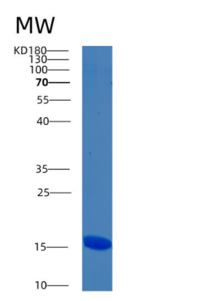 Recombinant Human BMF Protein,Recombinant Human BMF Protein