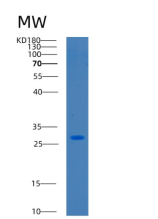 Recombinant Human c-Jun Protein,Recombinant Human c-Jun Protein