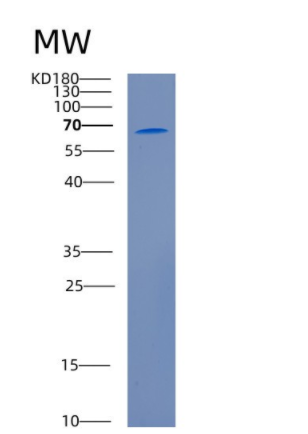 Recombinant Mouse Cadherin-5 Protein,Recombinant Mouse Cadherin-5 Protein