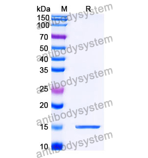 抗 SARS-CoV-2 S Protein 納米抗體 (SAA1102)(RVV00180),Anti-SARS-CoV-2 S Protein Nanobody (SAA1102)