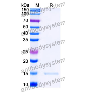 抗 SARS-CoV-2 S Protein 納米抗體 (SAA1101)(RVV00179),Anti-SARS-CoV-2 S Protein Nanobody (SAA1101)