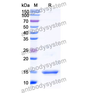 抗 Human COL1A1 納米抗體 (SAA1295)(RHB97401),Anti-Human COL1A1 Nanobody (SAA1295)