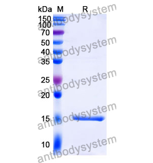 抗 P.gingivalis fimA/Fimbrilin 納米抗體 (123-123-10)(RXX06001),Anti-P.gingivalis fimA/Fimbrilin Nanobody (123-123-10)