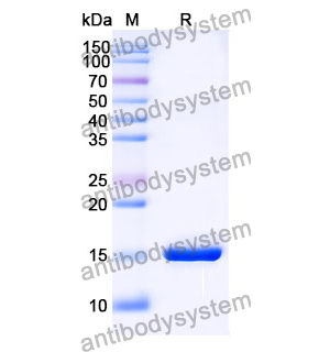 抗 SARS-CoV-2 S Protein 納米抗體 (SAA1062)(RVV00152),Anti-SARS-CoV-2 S Protein Nanobody (SAA1062)