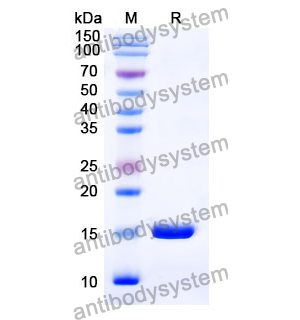 抗 Human CCL5/RANTES 纳米抗体 (SAA1271)(RHC97901),Anti-Human CCL5/RANTES Nanobody (SAA1271)