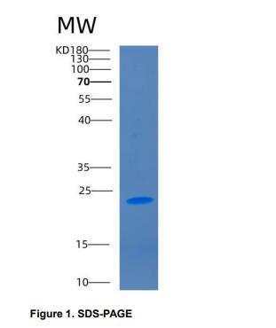 Recombinant Cluster Of Differentiation 2 (CD2),Recombinant Cluster Of Differentiation 2 (CD2)