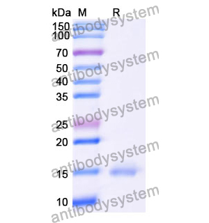 抗 Human GRM5 纳米抗体 (SAA1251)(RHE33001),Anti-Human GRM5 Nanobody (SAA1251)