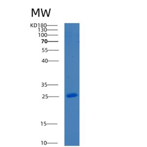 Recombinant Mouse Bcl-2-like-protein 1 Protein