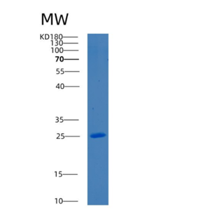 Recombinant Human Bcl-2 Protein