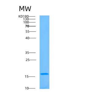 Recombinant Human BATF Protein