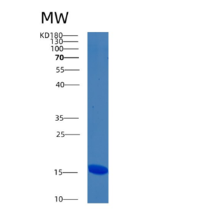 Recombinant Human BMF Protein,Recombinant Human BMF Protein