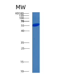 Recombinant Human BLK Protein