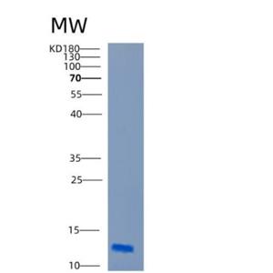 Recombinant Human CARD18 Protein