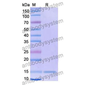 Anti-Human CD136/MST1R/RON Nanobody (SAA1369)