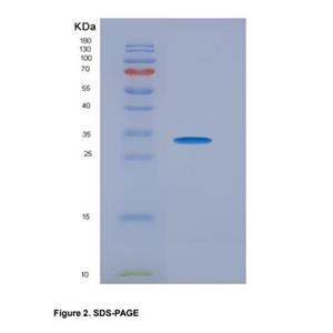 Recombinant Mouse Cd200r1 Protein