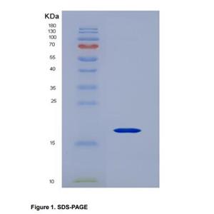 Recombinant Cluster Of Differentiation 247 (CD247)