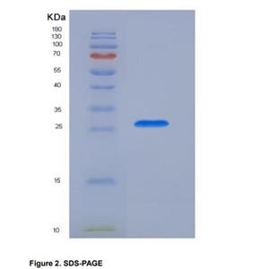 Recombinant Cluster Of Differentiation 200 (CD200)