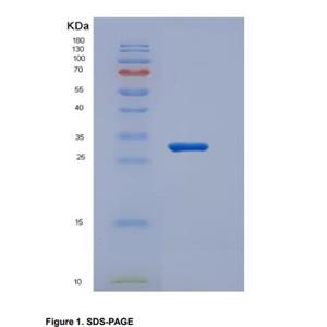 Recombinant Cluster Of Differentiation 226 (CD226)