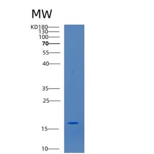 Recombinant Human CCL25 24-150aa Protein