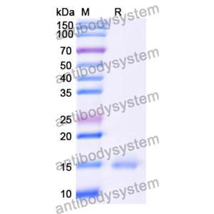 抗 Human GRM5 納米抗體 (SAA1251)(RHE33001),Anti-Human GRM5 Nanobody (SAA1251)