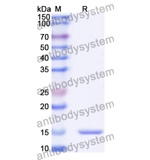 抗 Human PSIP1 納米抗體 (SAA1182)(RHB22002),Anti-Human PSIP1 Nanobody (SAA1182)