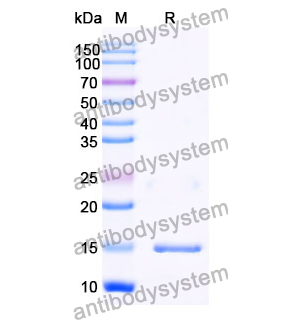 抗 Human RECQL5 納米抗體 (SAA1131)(RHB42606),Anti-Human RECQL5 Nanobody (SAA1131)