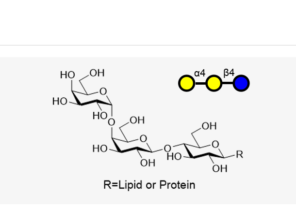 P k ( Gala1,4Galb1,4GlcbR ),P k ( Gala1,4Galb1,4GlcbR )