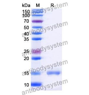 抗 Human CD123/IL3RA 納米抗體 (SAA1297)(RHD72501),Anti-Human CD123/IL3RA Nanobody (SAA1297)