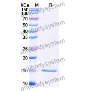 抗 Bacillus anthracis PA/pagA/PA-83 納米抗體 (SAA1225)(RXX00401),Anti-Bacillus anthracis PA/pagA/PA-83 Nanobody (SAA1225)