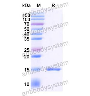 抗 SARS-CoV-2 S Protein 纳米抗体 (SAA1074)(RVV00163),Anti-SARS-CoV-2 S Protein Nanobody (SAA1074)