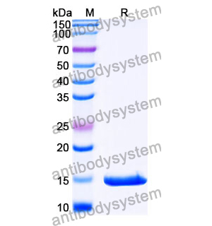 抗 SARS-CoV-2 S Protein 纳米抗体 (SAA1093)(RVV00174),Anti-SARS-CoV-2 S Protein Nanobody (SAA1093)