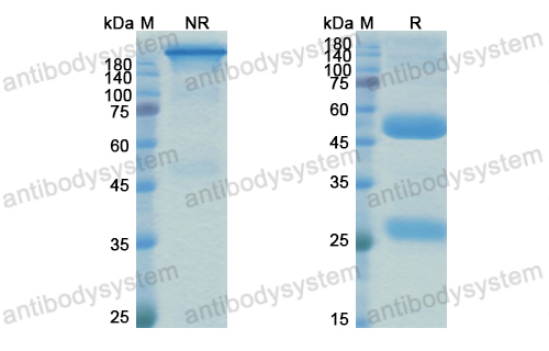 Research Grade M802  (DHC09613)