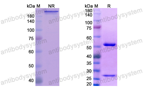 Research Grade ABX-IL8  (DHC79102)