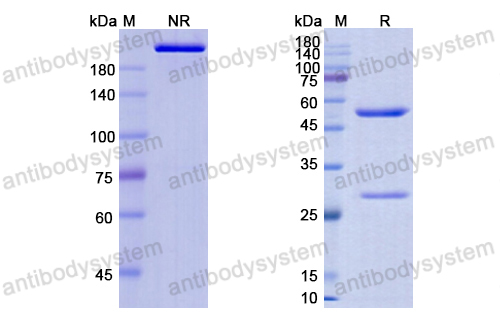 Research Grade HuJ591-Gsmab  (DHG01302)