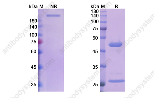 Research Grade Bebtelovimab  (DVV00319)