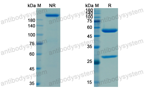 Tixagevimab,Research Grade Tixagevimab (AZD8895) (DVV00308)