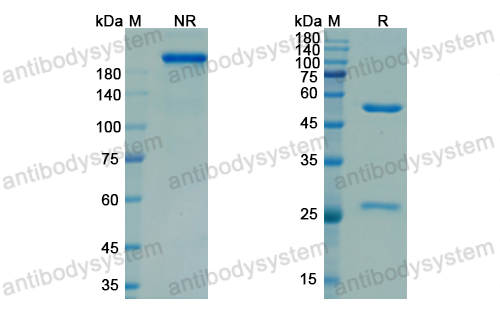 Research Grade Nadecnemab  (DHA95601)