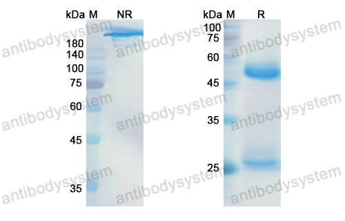 Research Grade Lonigutamab  (DHC29908)