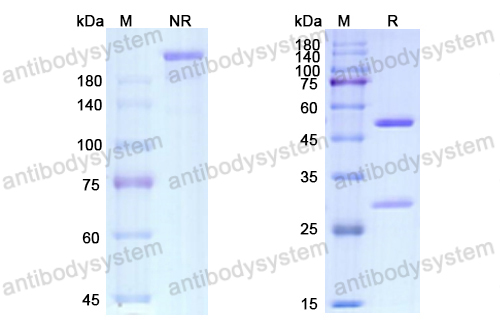 Research Grade Ebdarokimab  (DHD84003)