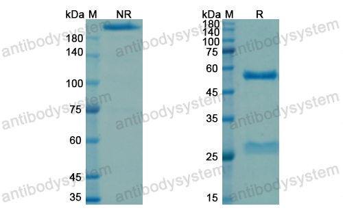 Research Grade Coprelotamab  (DHC09611)