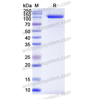 Research Grade Acapatamab  (DHG01305)