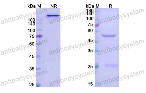 Research Grade Cevostamab  (DHJ94701)