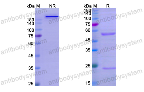 Research Grade Pabinafusp Alfa  (DHC02001)