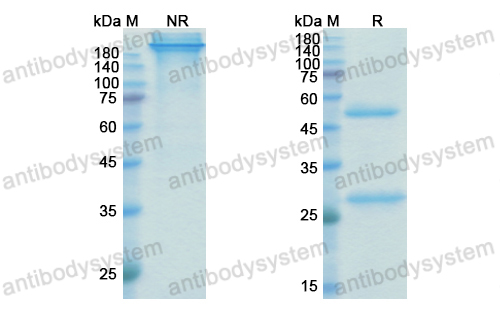 貝弗西單抗,Research Grade Befovacimab  (DHC82801)