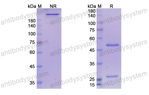 艾特利單抗,Research Grade Astegolimab  (DHF88301)