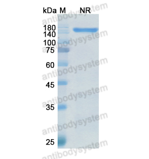 維克妥單抗,Research Grade Vibecotamab  (DHD72503)