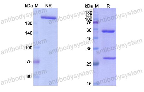 澤弗利單抗,Research Grade Zalifrelimab  (DHD17202)